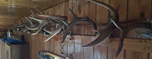 image of antlers on the wall at deer camp