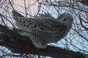 image of snowy owl