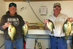 image of crappies at lake of the woods