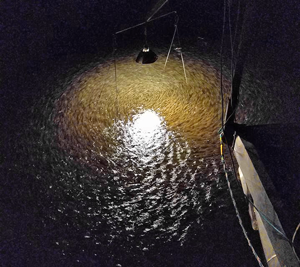 image of emerald shiners running at rainy river