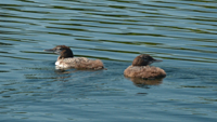 image of baby loons
