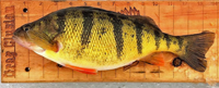 image of jumbo perch