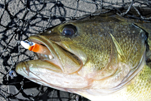 image of largemouth bass