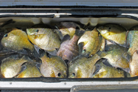 image of bluegills in livewell