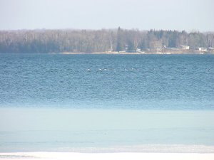 image of ducks in icy water