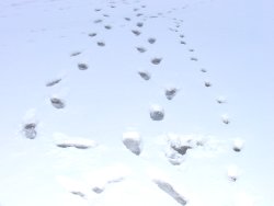 image of footprints in slushy snow