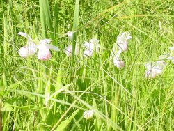 Minnesota State Flower, The Lady Slipper. In bloom now in the Grand Rapids Area.