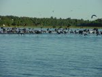 Cormorants in flight on Big Winnie August 2005