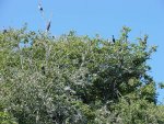 Cormorants setting up roosting areas on Cutfoot Sioux Lake