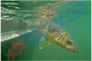 image of walleye release under water