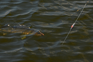 image of bottom bouncer used to catch walleye