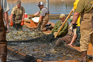 image of walleyes at cutfoot egg harvest