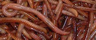 image of night crawlers