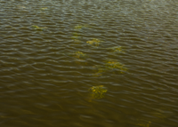 image of cabbage weed flat