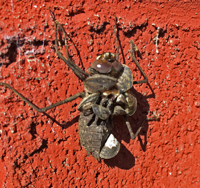 image of dragonfly nyumph with zebra mussels attached