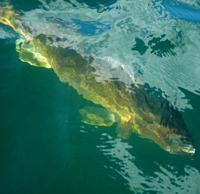 image of walleye under water