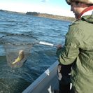 Walleye Action Matin Wiesner