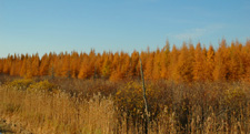 Fall Tamaracks Deer River