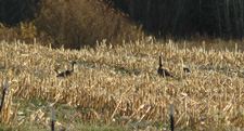 Geese in the back yard.