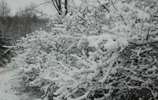 Snow Covered Plum Bushes