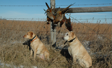 Pheasant Hunt Yellow Labs