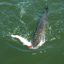 Northern Pike Eats Walleye