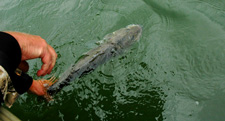 Lake Winnie Walleye