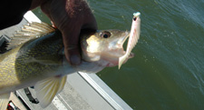 Ripple Shad Walleye