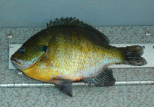 Bluegill 10 Inches On Ruler