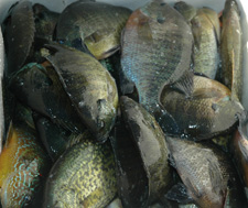 Sunfish and Crappies Mixed Bag