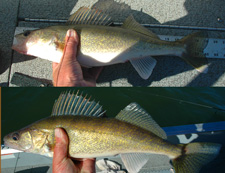 Leech lake Walleye