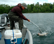 Walleye