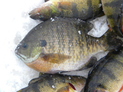 Bluegill