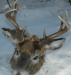 Buck Deer Wolk Kill