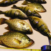 Bowstring Lake Crappie Perch