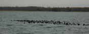 Blackduck Lake Coots