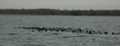 Blackduck Lake Coots 