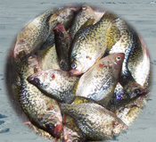 Crappies Ice Fishing