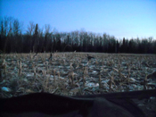 Decoys in field