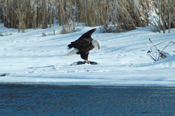 Bald Eagle Mississippi River