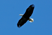 Bald Eagle Grand Rapids