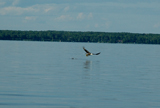 Eagle Fishing