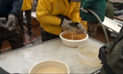 Walleye Egg Harvest