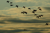 Geese