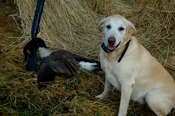 Goose Hunting Deer River