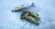 Ice Fishing Cutfoot Sioux