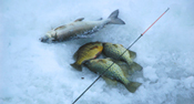 Ice Crappies