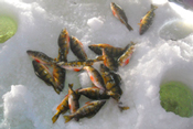 Perch Ice Fishing