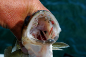 Walleye Eating Bugs