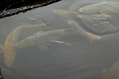 Walleye Egg Harvest Cutfoot